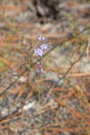 Shortleaf blazing star